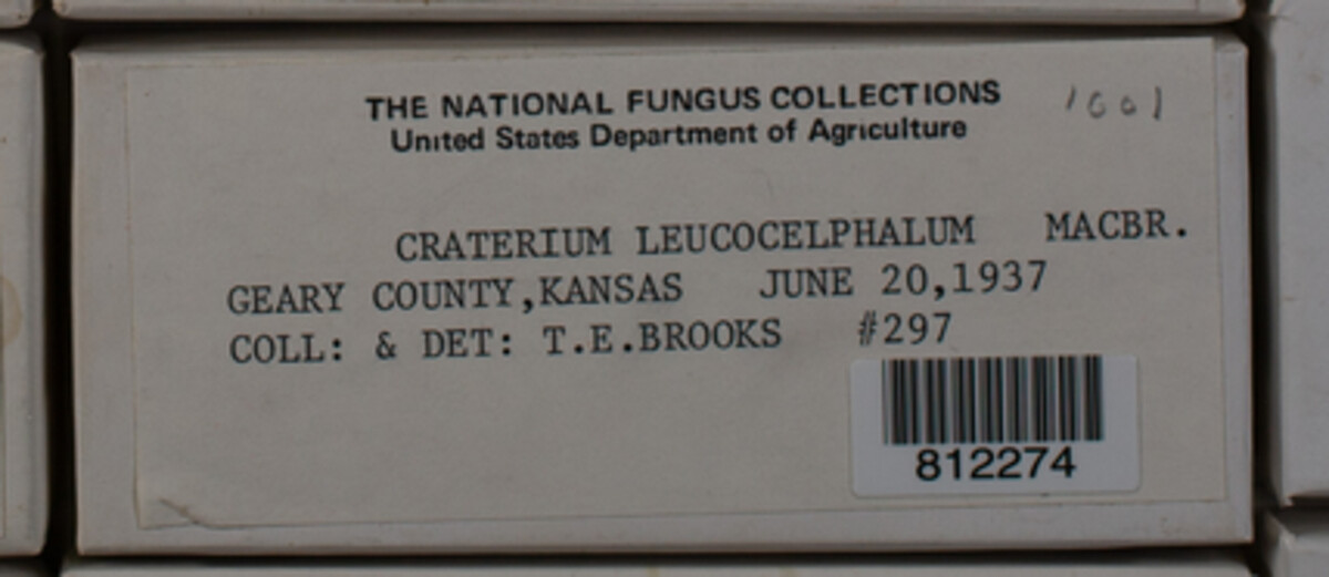 Craterium leucocephalum var. leucocephalum image